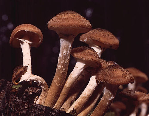 Armillaria solidipes